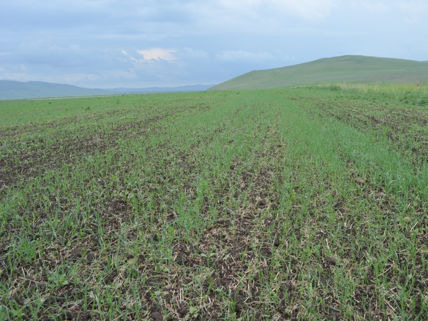 Посевная площадь льна в Zабайкалье за год увеличилась почти на 11 тысяч гектаров  